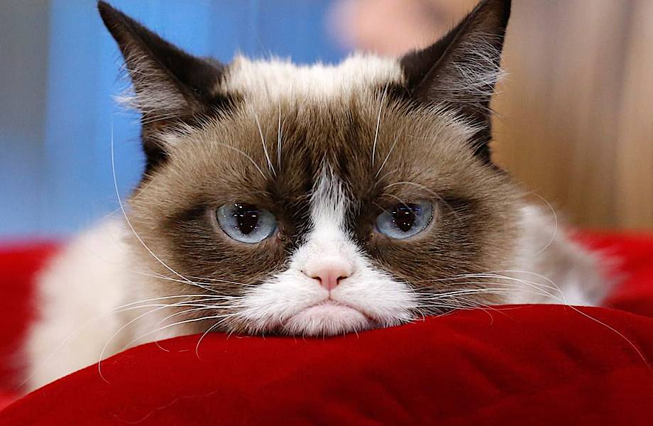 8 котов, которые покорили интернет и заработали на этом миллионы