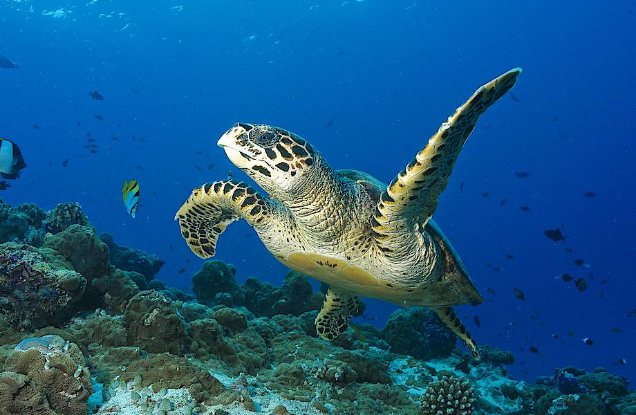 Подводное королевство Sun Siyam Resorts