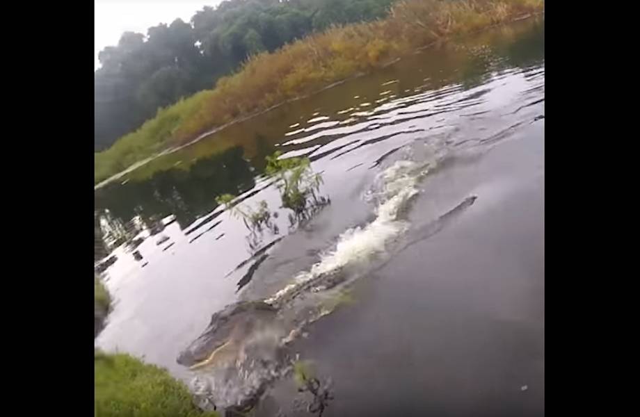 Видео: Следом за уловом к рыбаку выплыл голодный крокодил