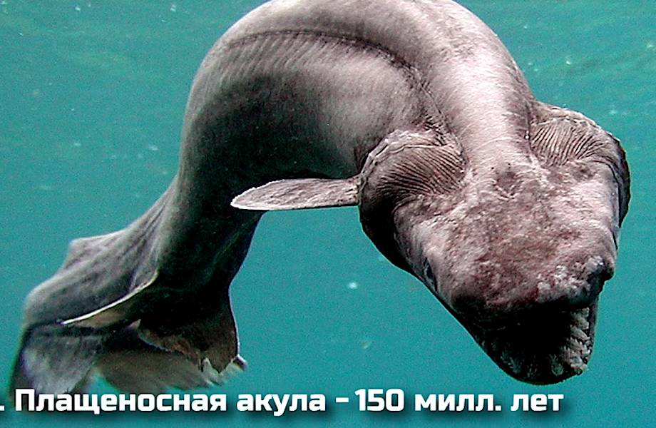 Видео: 10 самых древних животных, которые оказались более живучими и не вымерли