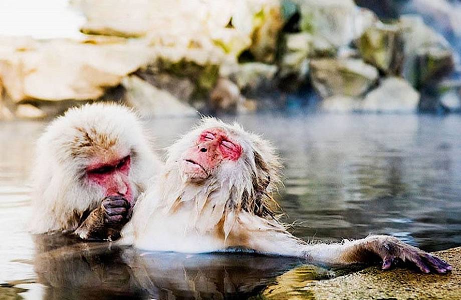 15 самых уморительных фото, участвующих в конкурсе лучших комедийных фотографий 2018
