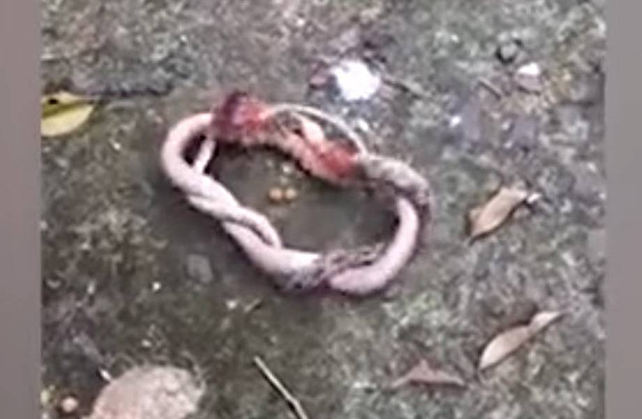Видео из ночных кошмаров: огромная сороконожка убила питона