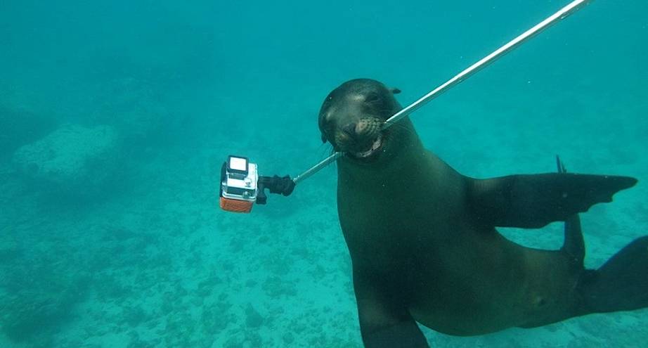 Фото дня: любитель селфи