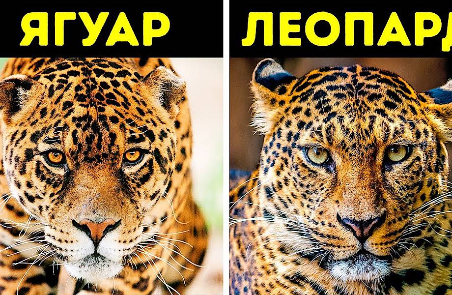 Видео: 12 пар животных, которых мы постоянно путаем