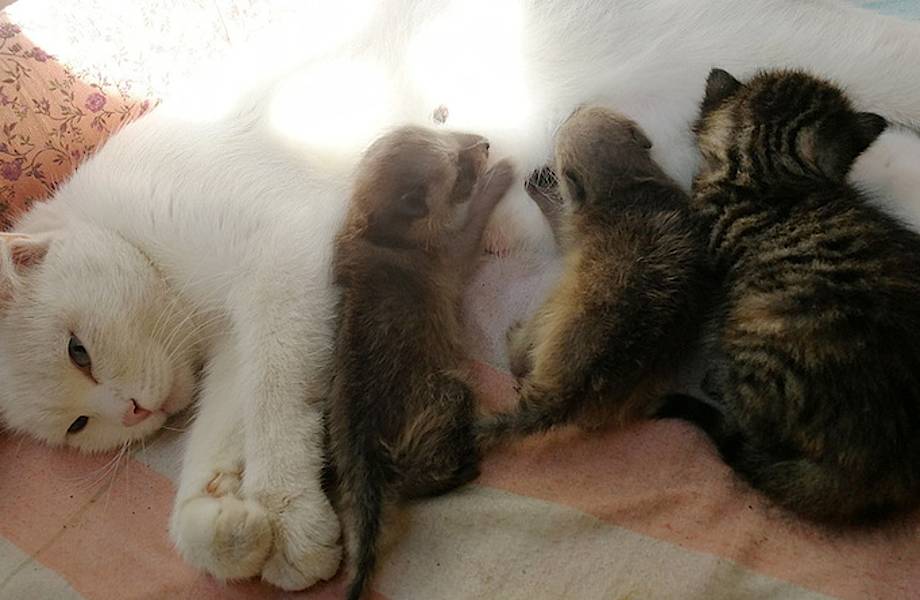 Кошка стала приемной мамой маленьким енотикам: трогательные фото Кошка стала приемной мамой маленьким енотикам: трогательные фото