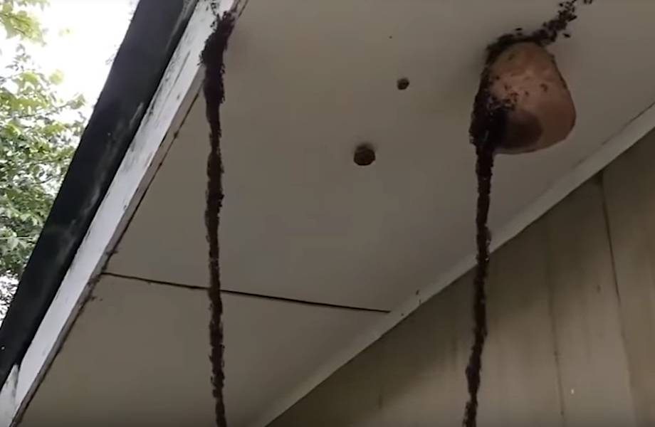 Видео: Гений в чистом виде — муравьи построили живой мост, чтобы добраться до гнезда