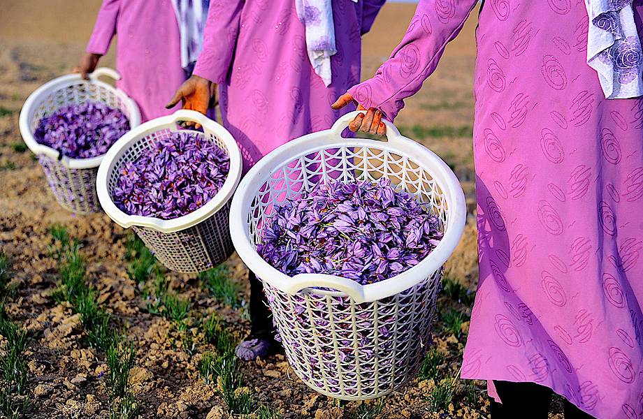 Сокровище Ирана: как производят шафран — самую дорогую пряность в мире