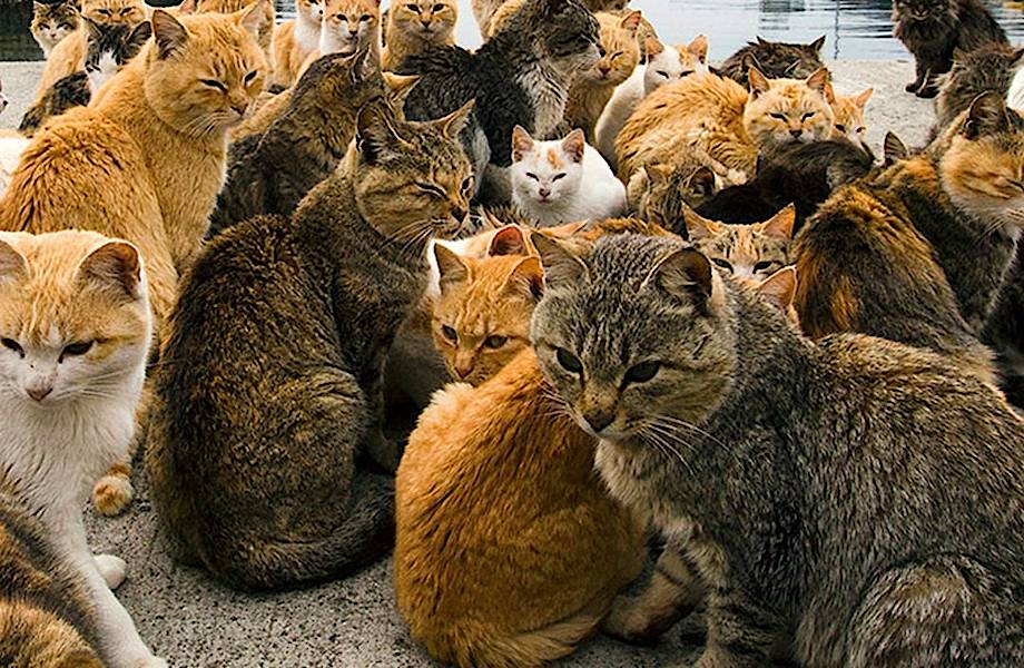 10 мест на планете, которые должны посетить все любители кошек