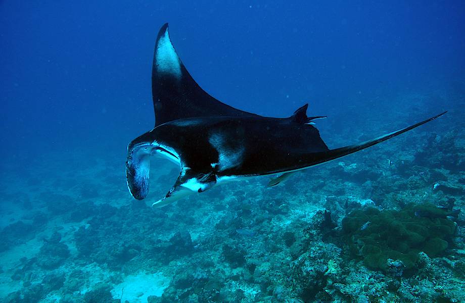 В поисках Немо в Dhigali Maldives