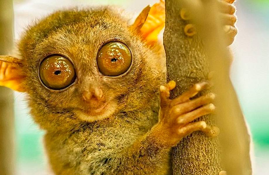 Lonely Planet рассказало о местах, где можно увидеть самых чудесных животных планеты