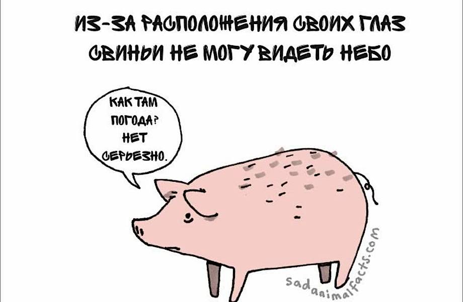Грустные факты о животных от Брук Баркер, которые растрогают любого