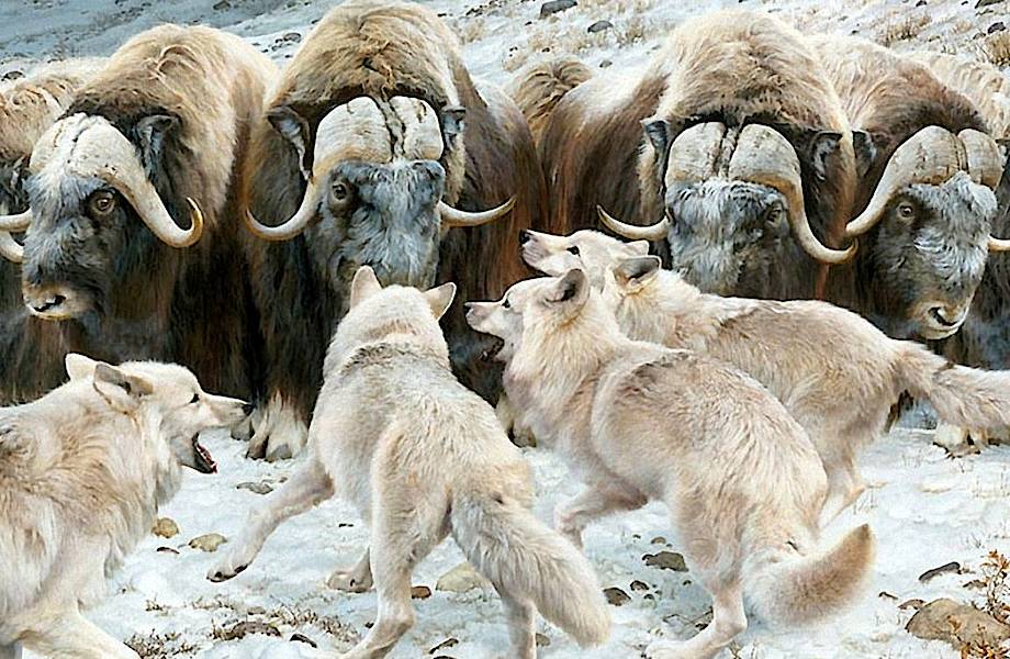 Невероятный овцебык: как  выжить без травы, в полной темноте и в окружении волков 