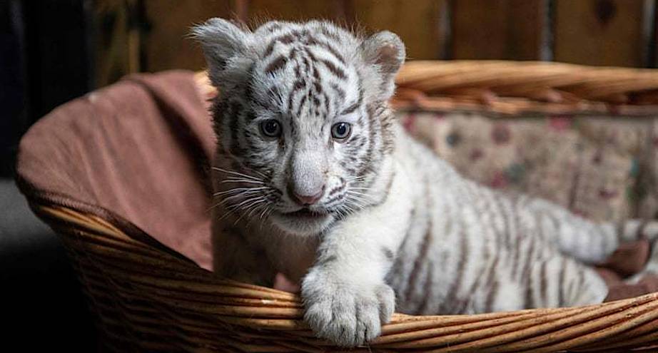 Фото дня: редкий белый тигренок