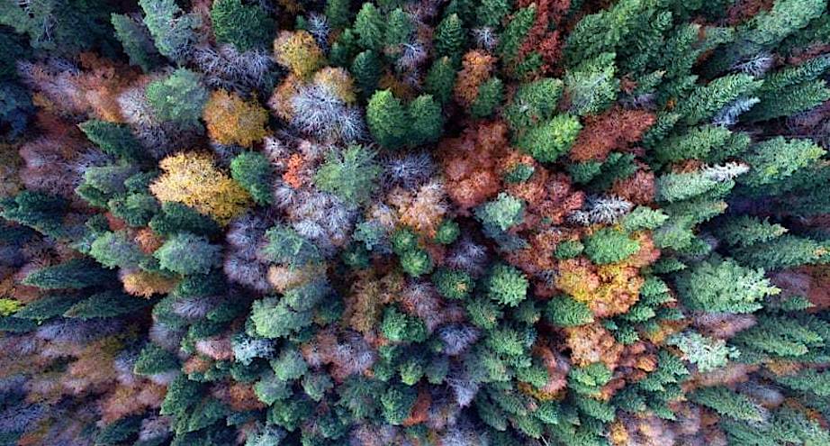 Фото дня: фантастические краски осени