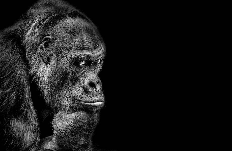Победители в категории «Монохром» фотоконкурса Siena International Photo Awards 2018