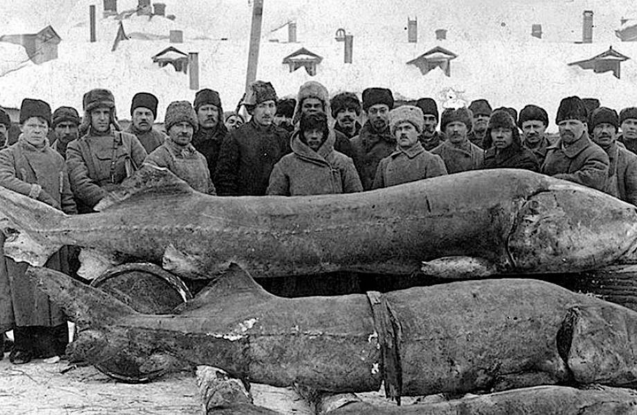 4 метра в длину: куда исчезла белуга — самая большая речная рыба на планете 