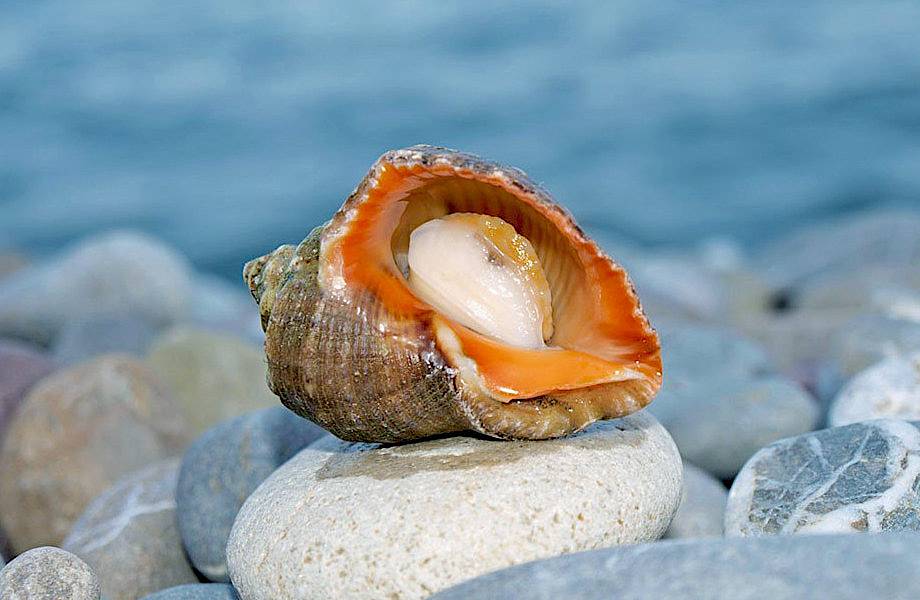 Рапаны: как моллюски-агрессоры захватили Черное море