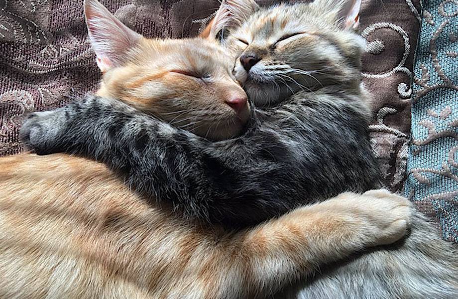 ​Умилительные фотографии двух кошек, которые безумно любят друг друга