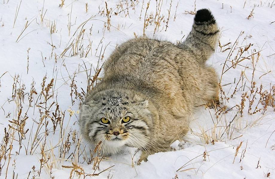 Манул — дикая кошка с самым густым и теплым мехом в мире