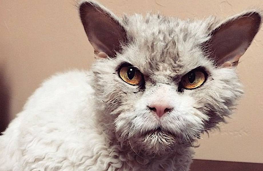 Кот Альберт, который выглядит так, будто ненавидит весь мир
