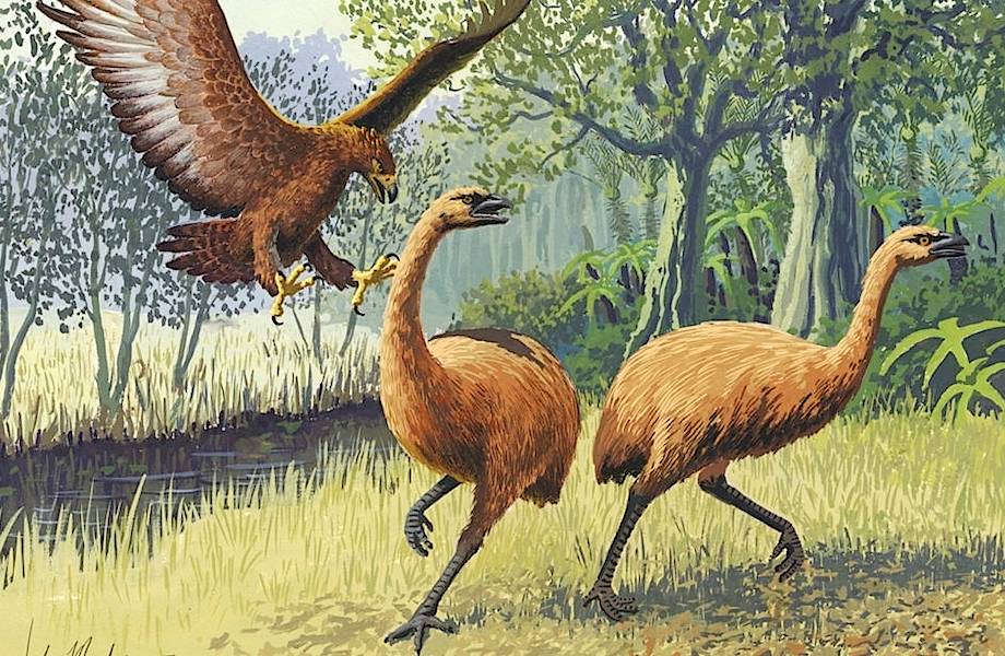 Самый большой, сильный и быстрый: почему вымер орел Хааста в Новой Зеландии