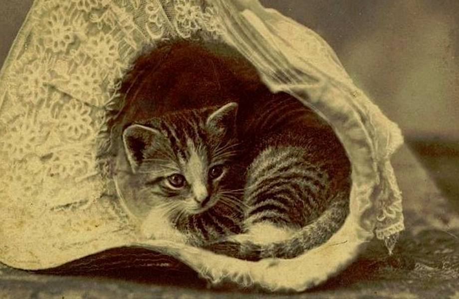 Винтажные фотографии котиков, влюбляющих в себя с первого взгляда
