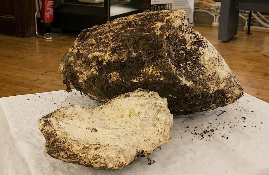 Болотное масло: зачем древние жители Ирландии закапывали сливочное масло в торф