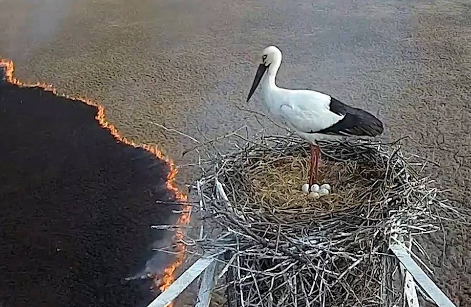 Видео: Пожар подходит все ближе, но аист стоит в гнезде, не в силах бросить птенцов