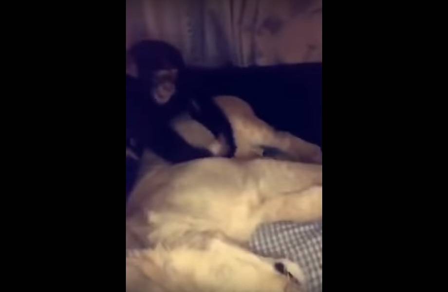 Видео: Обезьяна делает массаж льву, но тот позволил себе лишнего и получил по голове