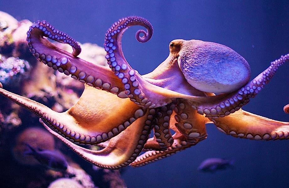 Не такие, как все: животные с синей, зеленой и фиолетовой кровью