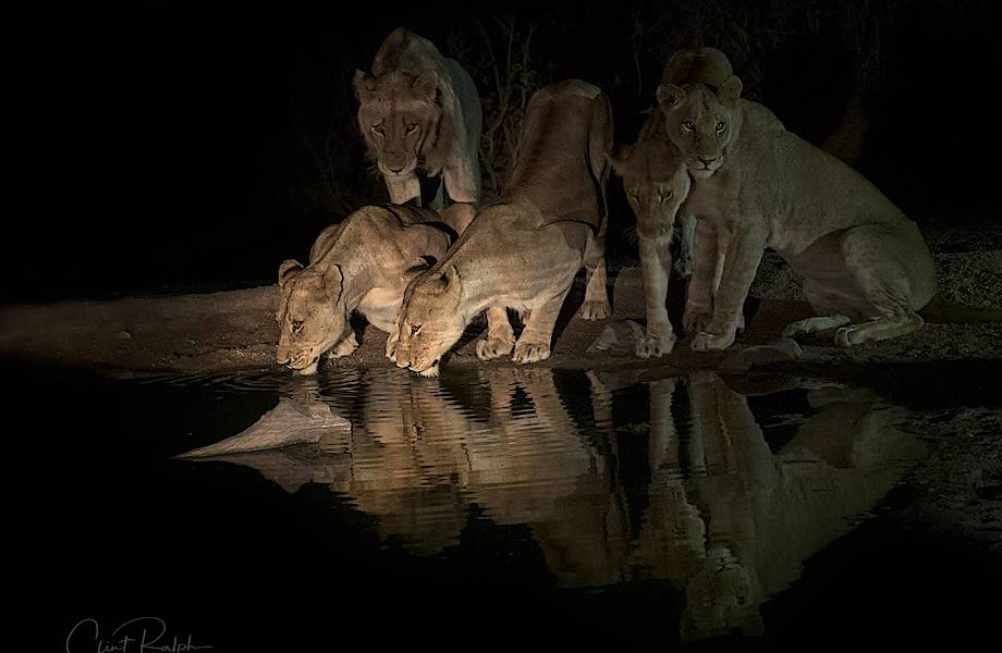 Фотограф затаился в кустах и запечатлел всех животных, которые пришли на водопой