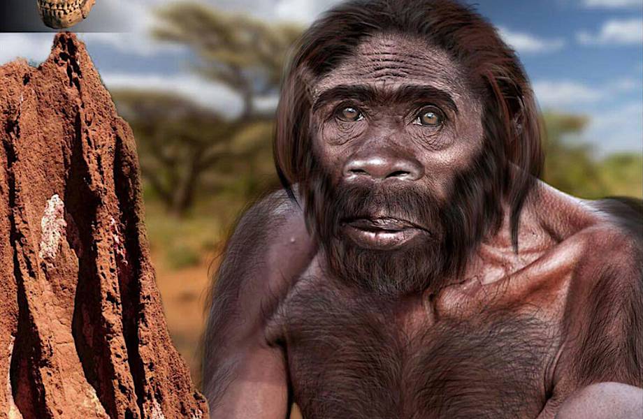 Homo naledi может отнять у человека умелого звание первого представителя рода Homo