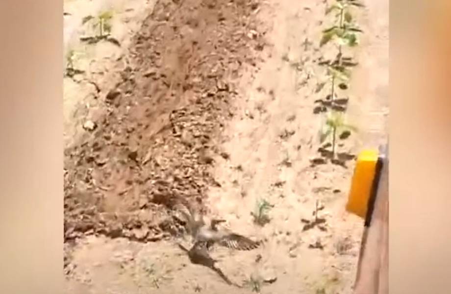 Видео: Птица пытается остановить трактор, приближающийся к ее кладке яиц