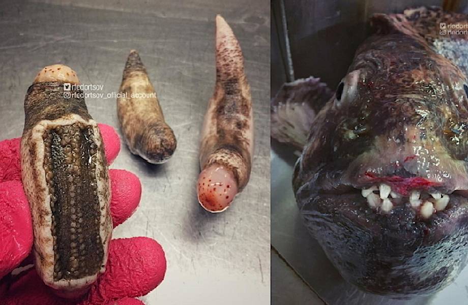 16 новых снимков зловещих и удивительных жителей глубин от мурманского рыбака
