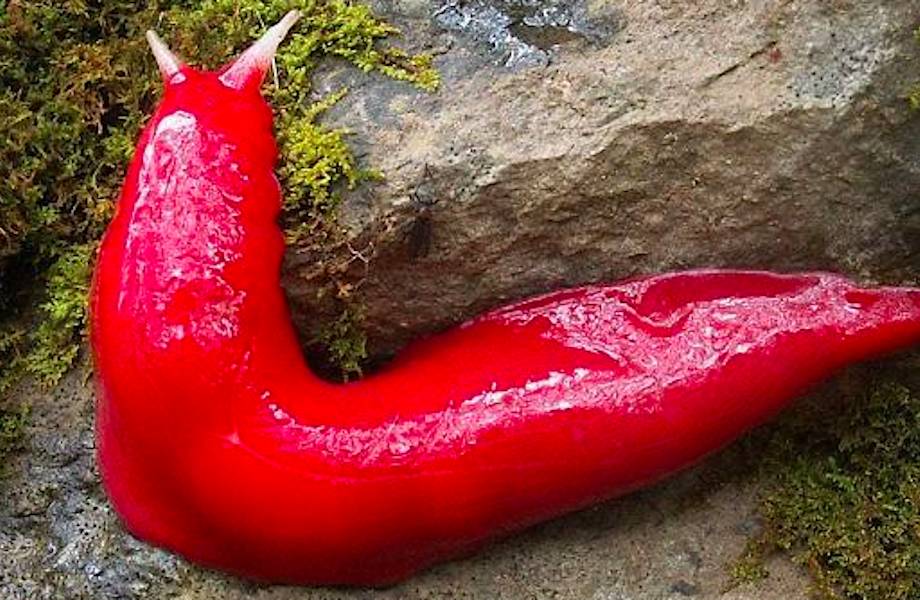 20 фотопричин, почему не стоит жить в Австралии 