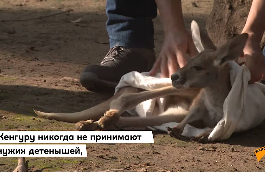 Видео: Кенгуренок, который растет в мешке вместо маминой сумки 