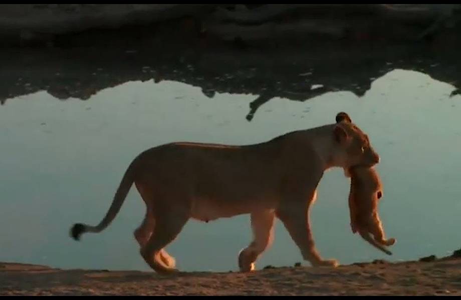 Видео: Что делает мама-львица, когда львята не хотят слушаться