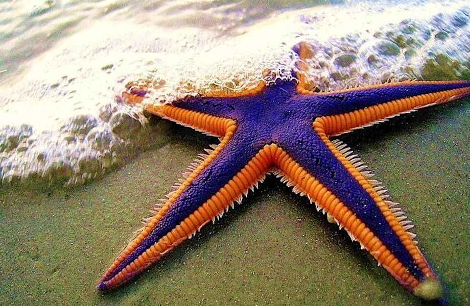 7 фактов, доказывающих, что морские звезды — это поистине жуткие морские чудовища 