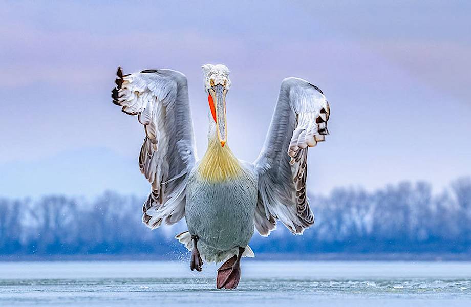 Великолепные снимки, победившие на конкурсе «Птичий фотограф года»