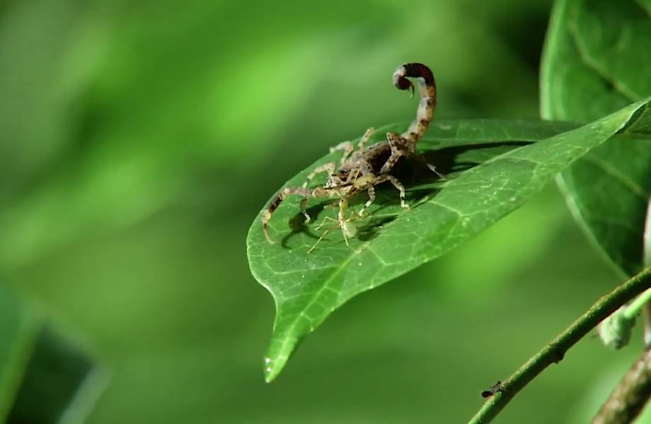 Видео: Смертельно опасный древесный скорпион против полчища зеленых муравьев