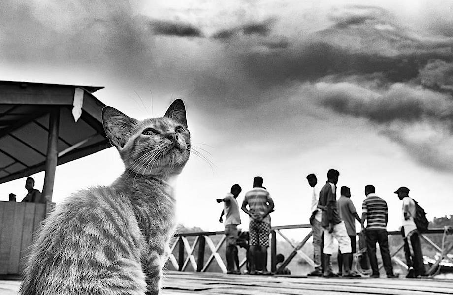 Главные герои, которые остаются за кадром: фотограф снимает животных на улицах Индии