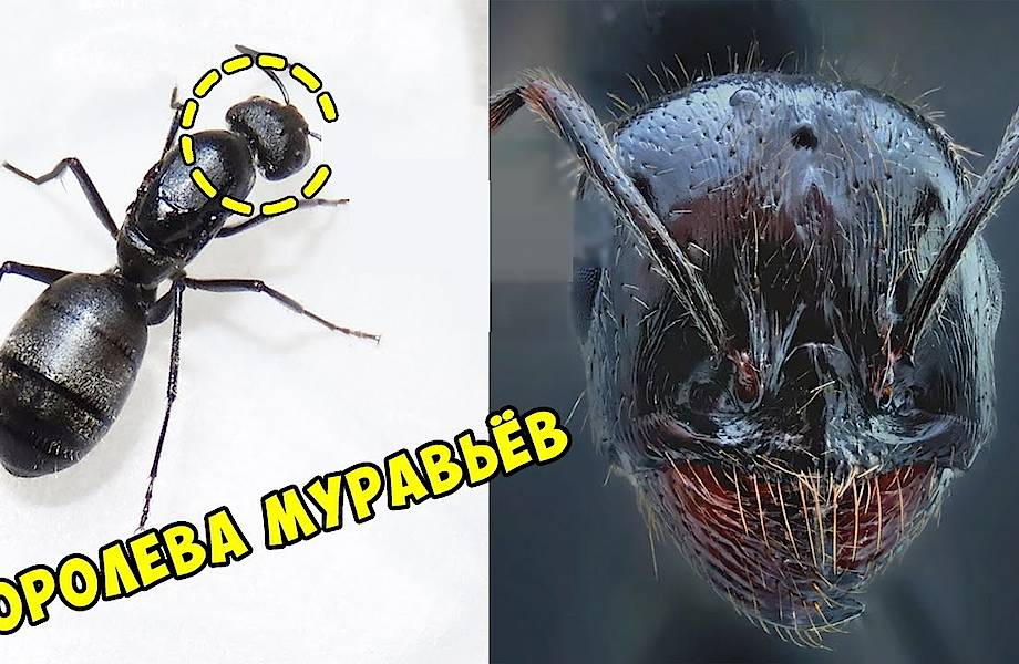 Видео: Как выглядят насекомые вблизи