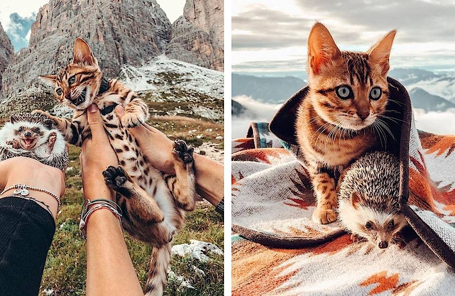 Очаровательные фотохроники приключений необычных друзей — ежика и кошки