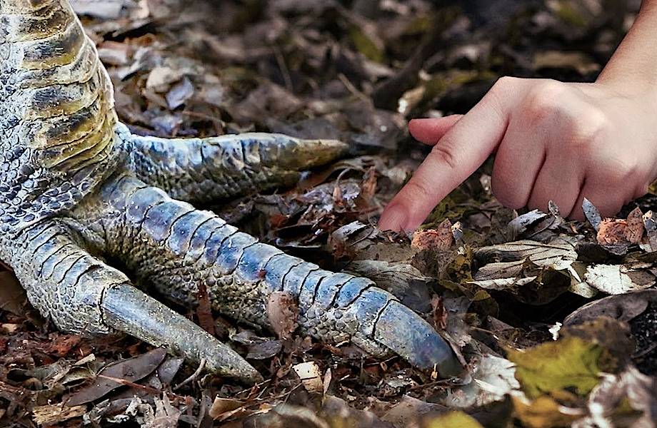 Видео: 9 животных, которые жили еще с динозаврами и существуют до сих пор