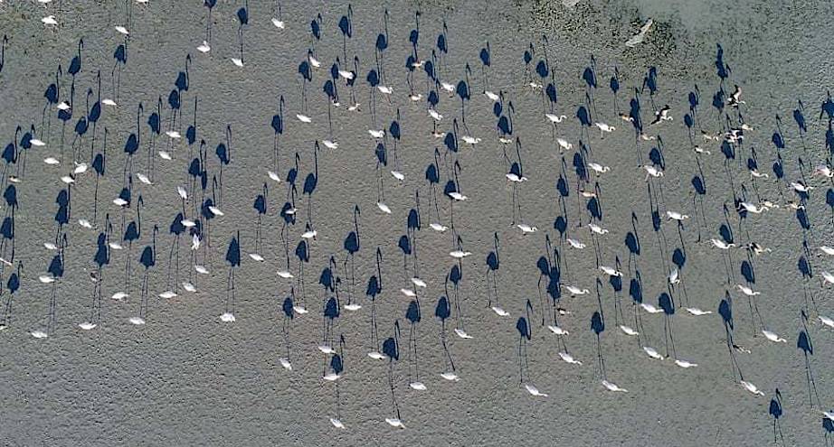 Фото дня: белые фламинго с воздуха во время кладки яиц