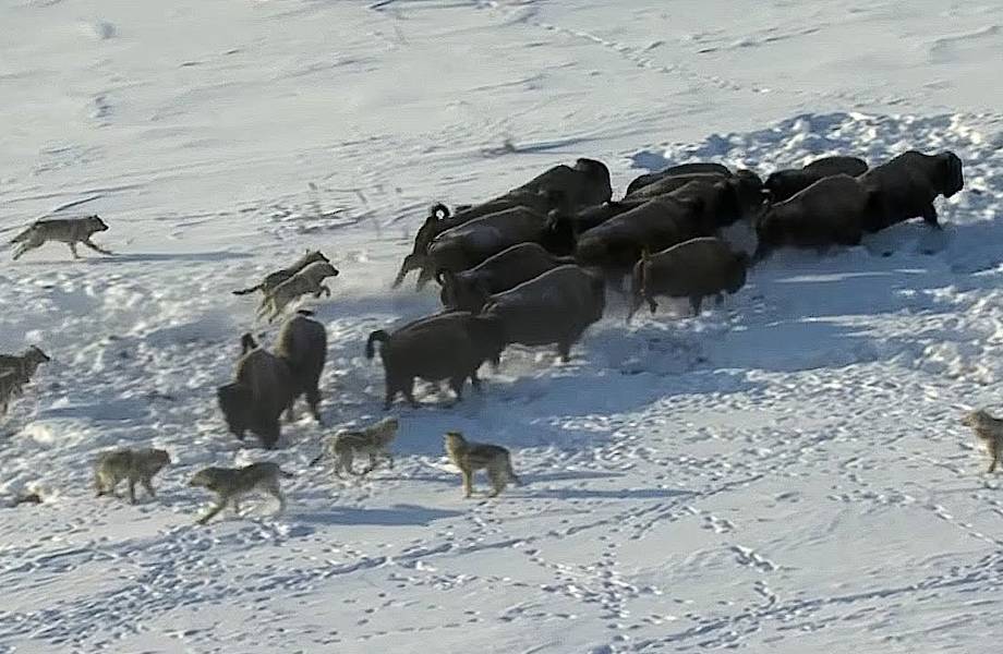 Головокружительное видео от ВВС, как стая волков охотится на бизонов