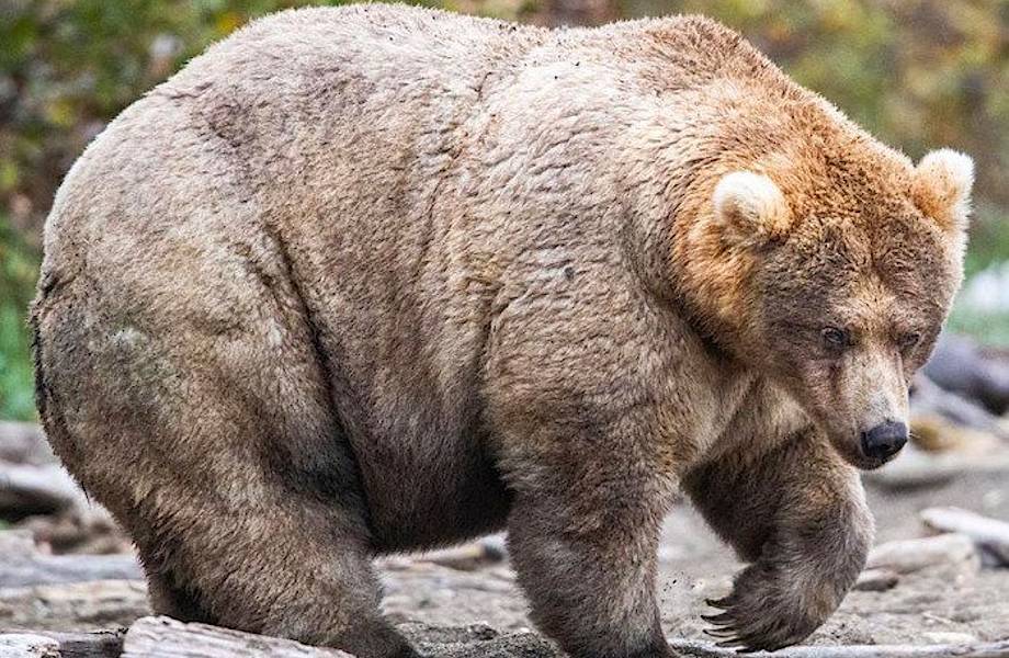Неделя самого толстого медведя на Аляске: в США выбрали королеву красоты