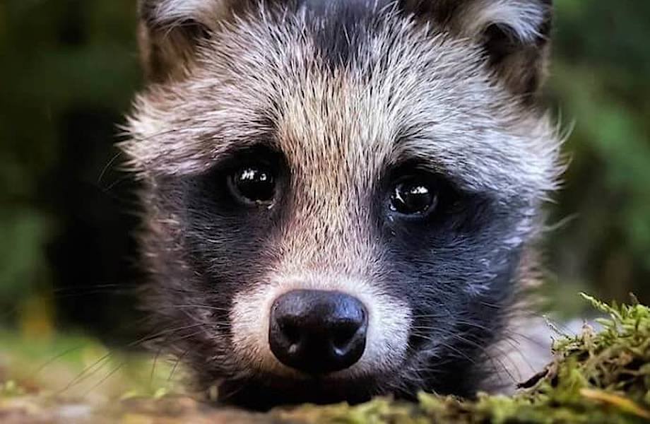 Сказочный лес существует на самом деле, и фотограф из Финляндии это доказывает