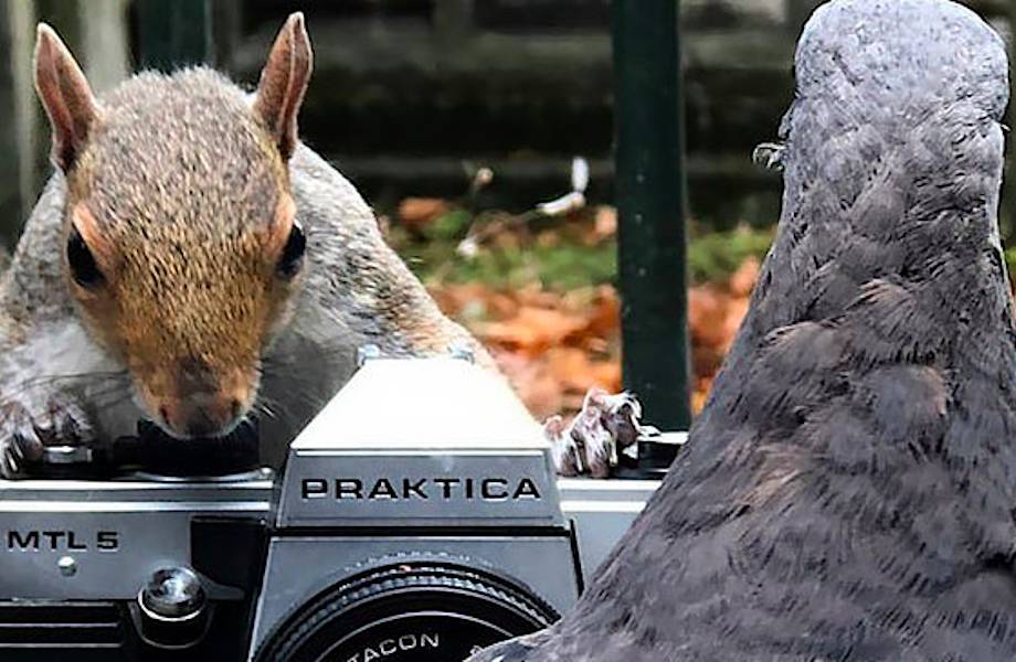 Белка снимает, голубь позирует: в лондонском парке прошла забавная фотосессия