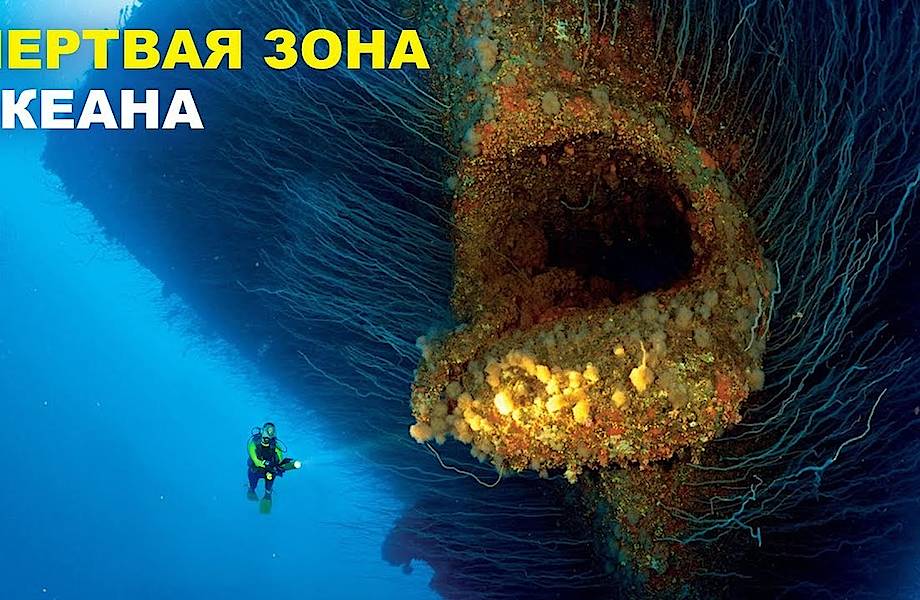 Видео: Кто живет в мертвой зоне океана